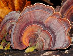 Attēlu rezultāti vaicājumam “Trametes versicolor”