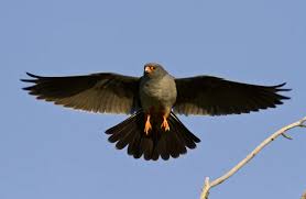 Image result for Falco vespertinus