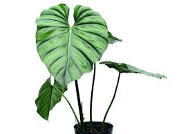 Attēlu rezultāti vaicājumam “Colloderma sp.”