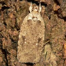 Attēlu rezultāti vaicājumam “Agonopterix heracliana”