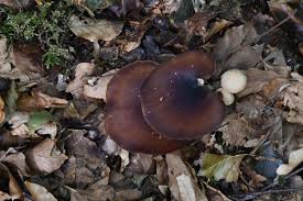 Attēlu rezultāti vaicājumam “Polyporus badius”