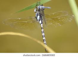 Attēlu rezultāti vaicājumam “Aeshnidae”