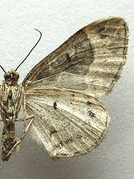 Attēlu rezultāti vaicājumam “Ecliptopera silaceata”