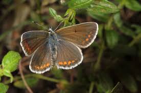 Attēlu rezultāti vaicājumam “Aricia artaxerxes  female”