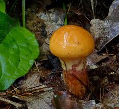 Attēlu rezultāti vaicājumam “Vouauxiomyces santessonii”