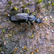 Attēlu rezultāti vaicājumam “Loricera pilicornis”