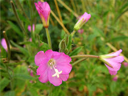 Attēlu rezultāti vaicājumam “Epilobium hirsutum flower”