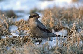 Attēlu rezultāti vaicājumam “Lanius excubitor adult”