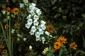Attēlu rezultāti vaicājumam “Campanula persicifolia leaf”
