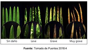 Attēlu rezultāti vaicājumam “Collaria sp.”