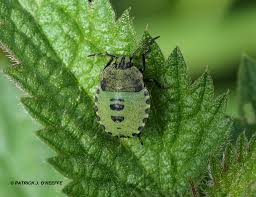 Attēlu rezultāti vaicājumam “Palomena prasina nymph”