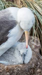 Image result for Thalassarche melanophris