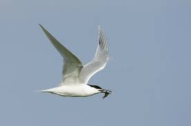 Attēlu rezultāti vaicājumam “Sterna sandvicensis adult”