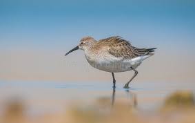 Attēlu rezultāti vaicājumam “Calidris ferruginea adult”