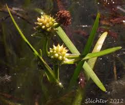 Attēlu rezultāti vaicājumam “Sparganium minimum”