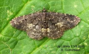 Attēlu rezultāti vaicājumam “Parascotia fuliginaria”