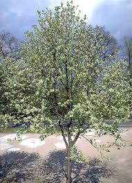 Attēlu rezultāti vaicājumam “Sorbus aria”