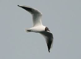 Attēlu rezultāti vaicājumam “Larus ridibundus”