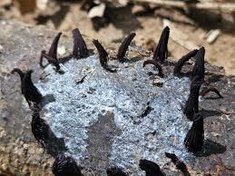 Attēlu rezultāti vaicājumam “Stemonitopsis subcaespitosa stalked”