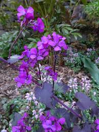 Image result for Lunaria annua