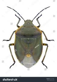 Attēlu rezultāti vaicājumam “Chlorochroa juniperina”