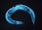 File:Caenorhabditis elegans.jpg - Wikipedia, the free encyclopedia