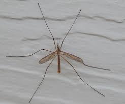 Attēlu rezultāti vaicājumam “Tipulidae”