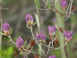 Attēlu rezultāti vaicājumam “Rhododendron canadense flower”