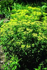 Attēlu rezultāti vaicājumam “Euphorbia palustris”