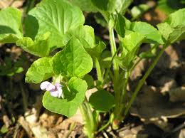 Attēlu rezultāti vaicājumam “Viola mirabilis leaf”