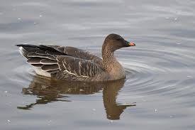 Attēlu rezultāti vaicājumam “Anser serrirostris”