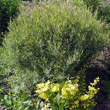 Attēlu rezultāti vaicājumam “Salix purpurea male flower”
