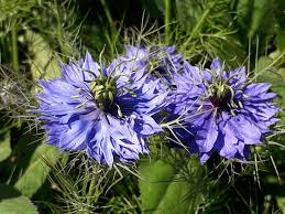 Image result for Nigella damascena