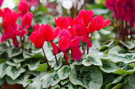 Attēlu rezultāti vaicājumam “Cyclamen hederifolium”