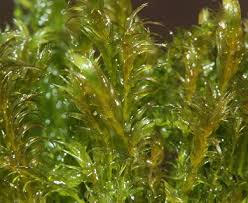 Attēlu rezultāti vaicājumam “Warnstorfia fluitans”