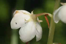 Attēlu rezultāti vaicājumam “Pyrola media”