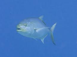 Image result for Caranx bartholomaei