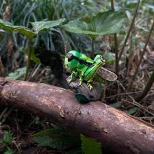 Attēlu rezultāti vaicājumam “Acrididae”