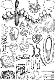 Attēlu rezultāti vaicājumam “Geocalyx graveolens”