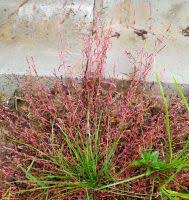 Attēlu rezultāti vaicājumam “Sphacelotheca hydropiperis”