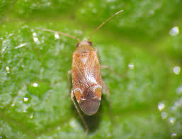 Attēlu rezultāti vaicājumam “Psallus sp.”