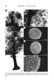 Attēlu rezultāti vaicājumam “Lamproderma elasticum”