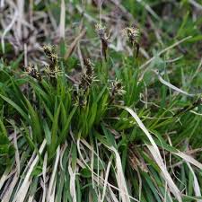 Attēlu rezultāti vaicājumam “Carex caryophyllea leaf”
