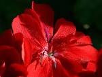 beautiful red flower in balboa - via Daymix