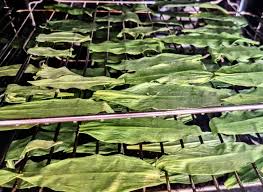 Attēlu rezultāti vaicājumam “Allium ursinum leaf”