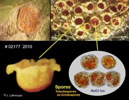 Attēlu rezultāti vaicājumam “Puccinia poarum”