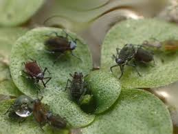 Attēlu rezultāti vaicājumam “Rhopalosiphum oxyacanthae”