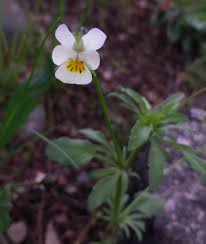 Attēlu rezultāti vaicājumam “Viola arvensis flower”