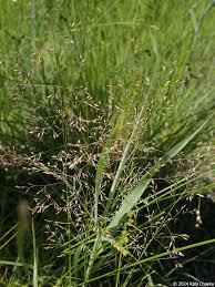 Attēlu rezultāti vaicājumam “Poa palustris leaf”