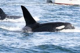 Image result for Orcinus orca